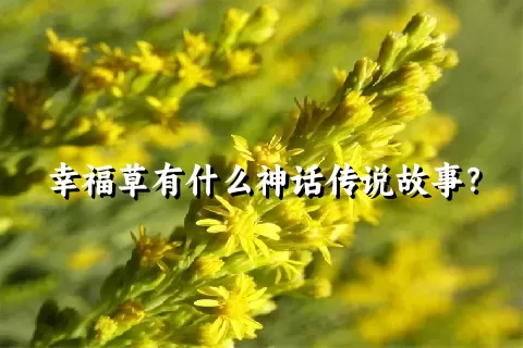 幸福草有什么神话传说故事？