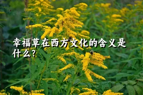 幸福草在西方文化的含义是什么？