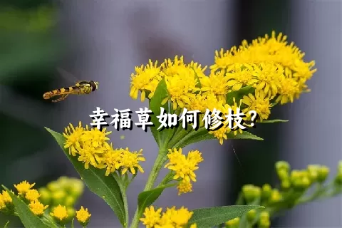 幸福草如何修枝？