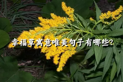 幸福草寓意唯美句子有哪些？