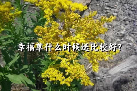 幸福草什么时候送比较好？