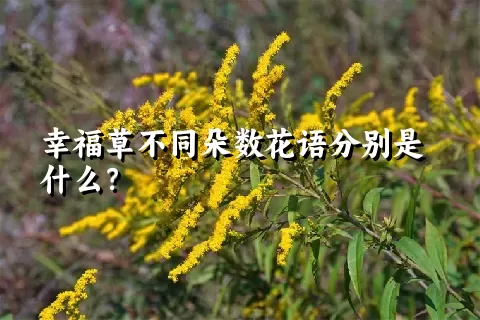 幸福草不同朵数花语分别是什么？