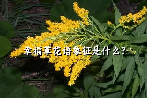 幸福草花语象征是什么？