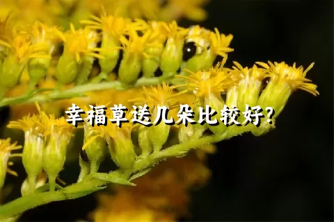 幸福草送几朵比较好？