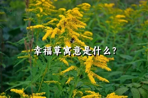 幸福草寓意是什么？