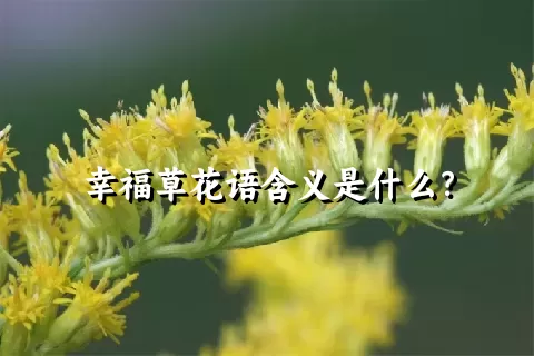 幸福草花语含义是什么？