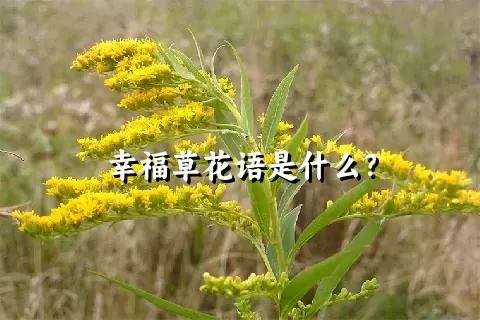 幸福草花语是什么？