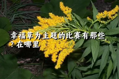 幸福草为主题的比赛有那些？在哪里