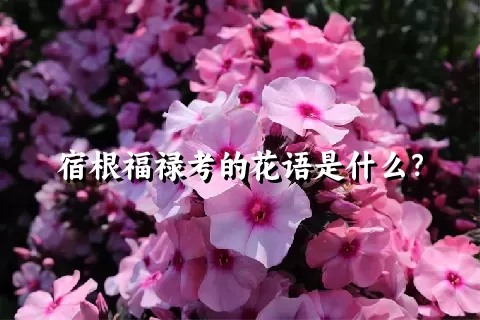 宿根福禄考的花语是什么？