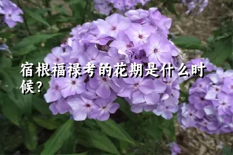 宿根福禄考的花期是什么时候？