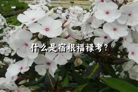 什么是宿根福禄考？