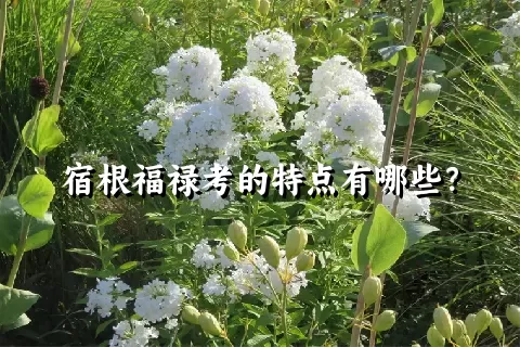 宿根福禄考的特点有哪些？