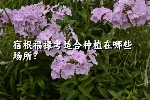 宿根福禄考适合种植在哪些场所？