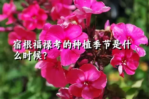 宿根福禄考的种植季节是什么时候？