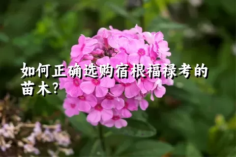 如何正确选购宿根福禄考的苗木？