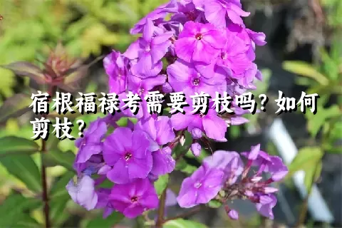 宿根福禄考需要剪枝吗？如何剪枝？