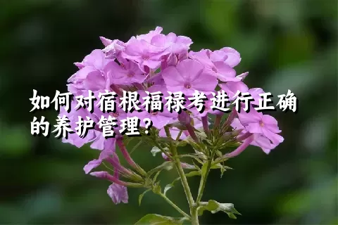 如何对宿根福禄考进行正确的养护管理？