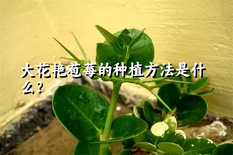 大花艳苞莓的种植方法是什么？