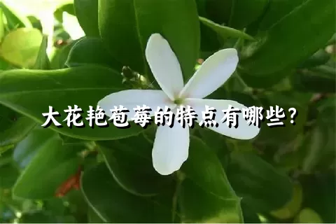 大花艳苞莓的特点有哪些？