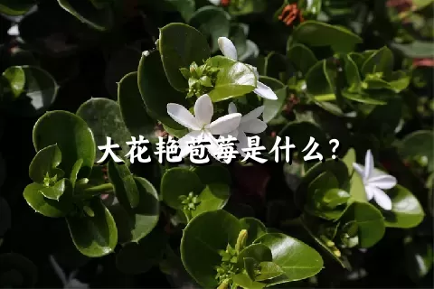 大花艳苞莓是什么？