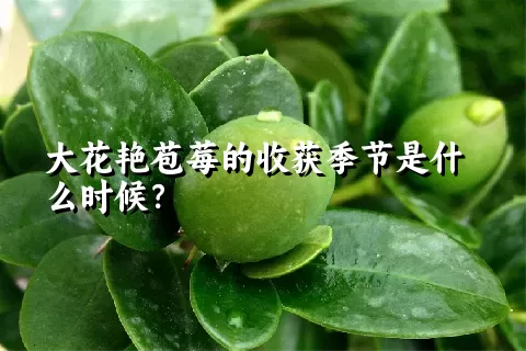 大花艳苞莓的收获季节是什么时候？