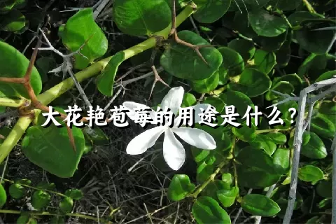 大花艳苞莓的用途是什么？