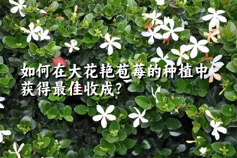 如何在大花艳苞莓的种植中获得最佳收成？