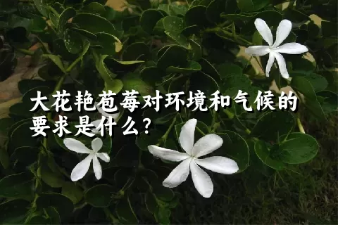 大花艳苞莓对环境和气候的要求是什么？