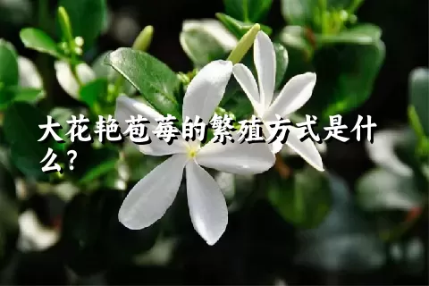 大花艳苞莓的繁殖方式是什么？