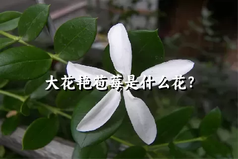 大花艳苞莓是什么花？