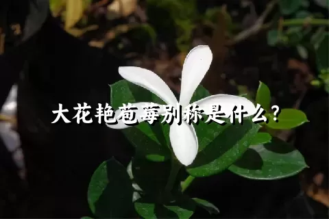 大花艳苞莓别称是什么？