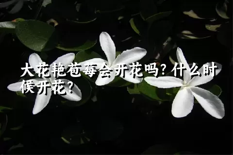 大花艳苞莓会开花吗？什么时候开花？