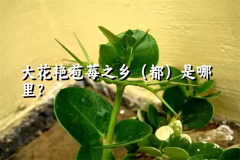 大花艳苞莓之乡（都）是哪里？