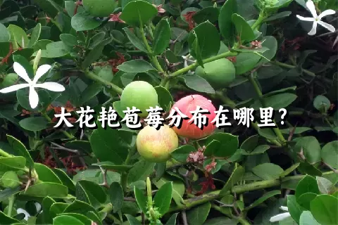 大花艳苞莓分布在哪里?