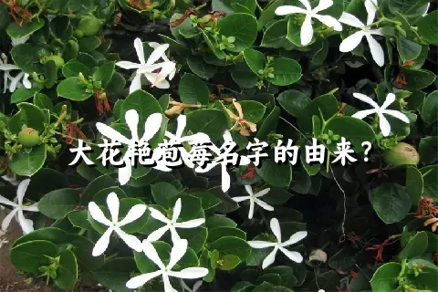 大花艳苞莓名字的由来？