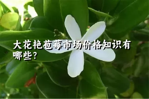 大花艳苞莓市场价格知识有哪些？