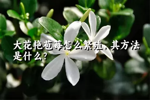 大花艳苞莓怎么繁殖，其方法是什么？