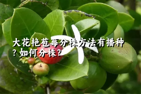 大花艳苞莓分株方法有播种？如何分株？