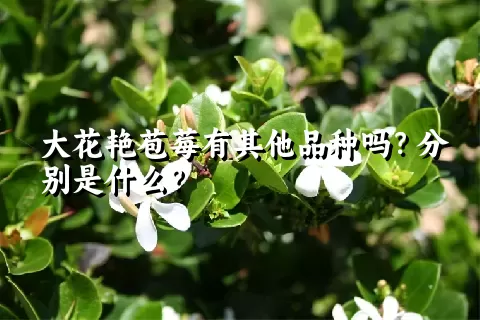 大花艳苞莓有其他品种吗？分别是什么？