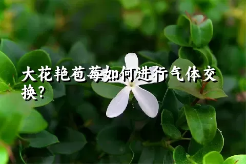 大花艳苞莓如何进行气体交换？