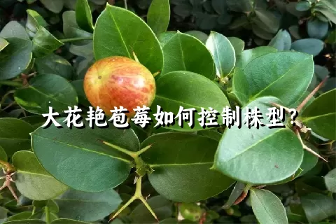 大花艳苞莓如何控制株型？