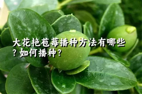 大花艳苞莓播种方法有哪些？如何播种？