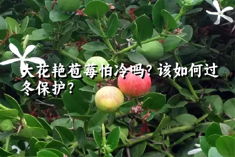 大花艳苞莓怕冷吗？该如何过冬保护？