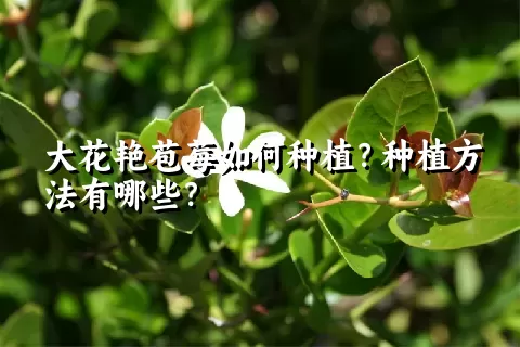 大花艳苞莓如何种植？种植方法有哪些？