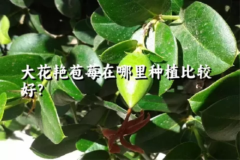 大花艳苞莓在哪里种植比较好？