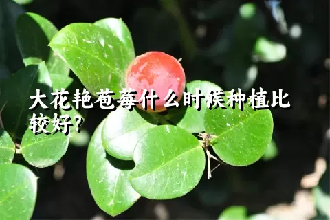 大花艳苞莓什么时候种植比较好？