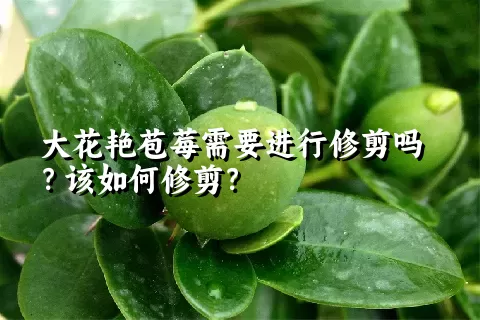 大花艳苞莓需要进行修剪吗？该如何修剪？