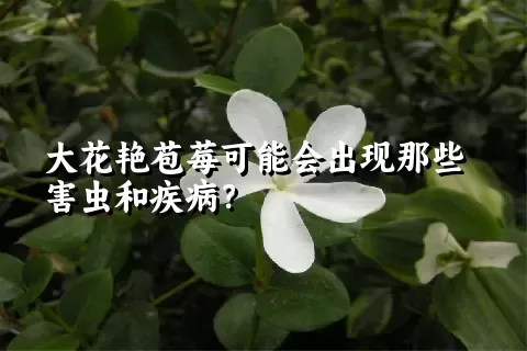 大花艳苞莓可能会出现那些害虫和疾病？