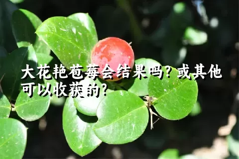 大花艳苞莓会结果吗？或其他可以收获的？