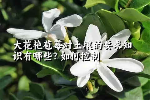 大花艳苞莓对土壤的要求知识有哪些？如何控制